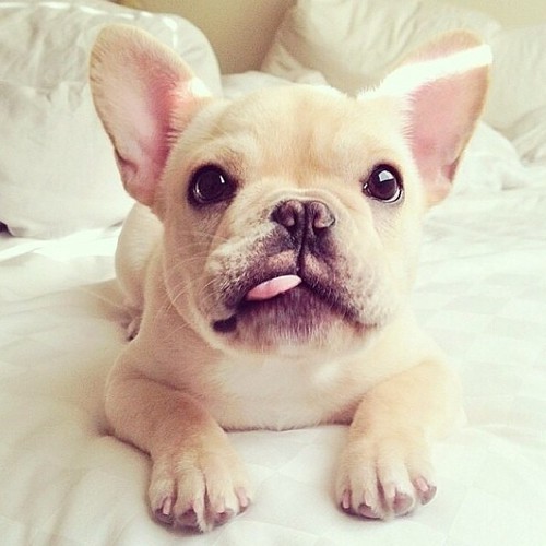 cutestfrenchieever